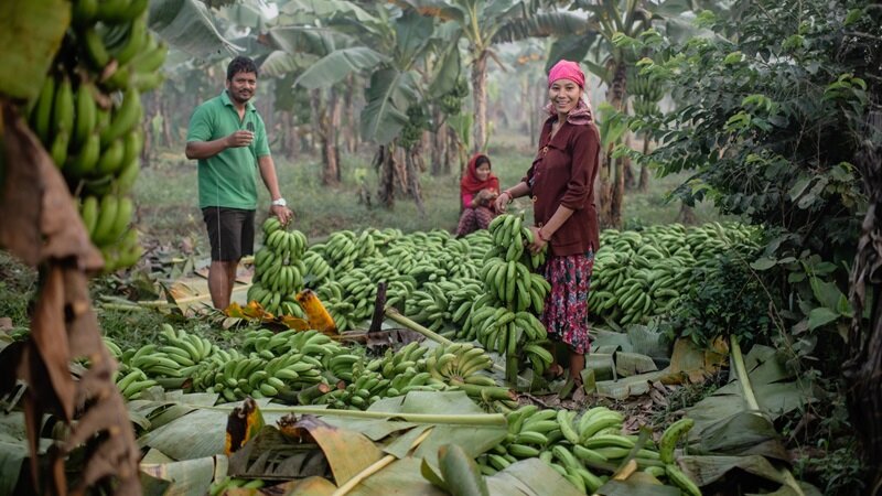 На фото: банановая плантация в Эквадоре. Источник: https://bangkokbook.ru/galereya/bananovye-plantacii-v-ekvadore-98-foto.html