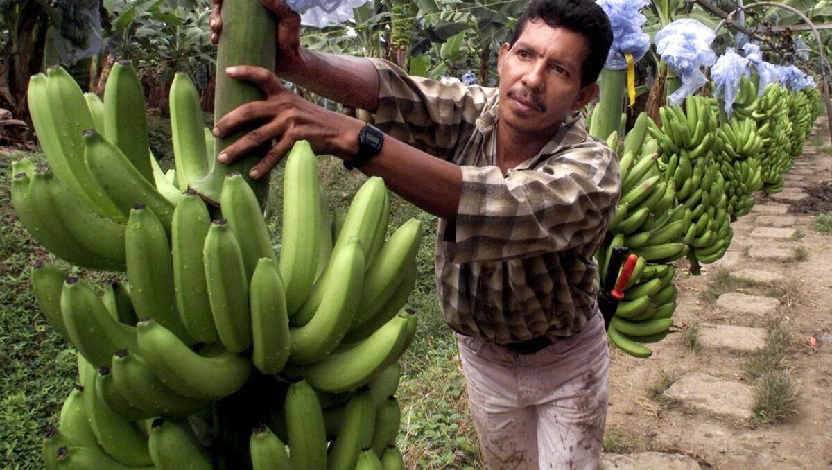 На фото: плантация бананов в Эквадоре. Источник: https://bangkokbook.ru/galereya/bananovye-plantacii-v-ekvadore-98-foto.html