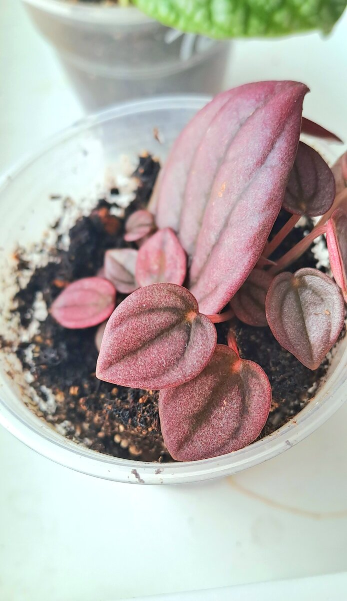 Пеперомия Кайен. Камера не передаёт всей красоты листьев, на самом деле оттенок глубже и с переливами (фото автора)