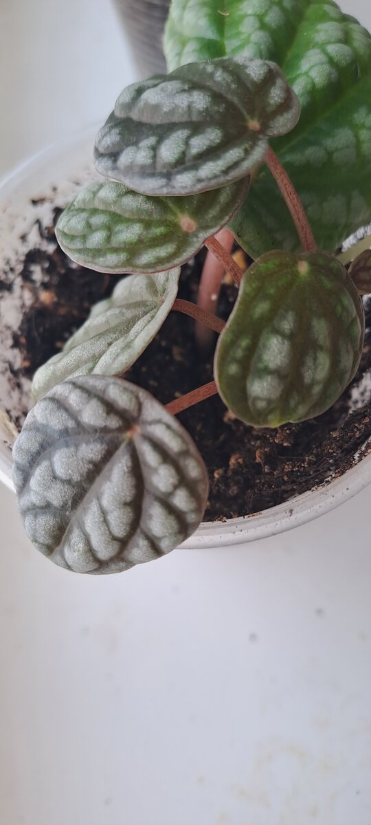 Пеперомия Бурбелла. Её так и хочется разглядывать и крутить😄(фото автора)