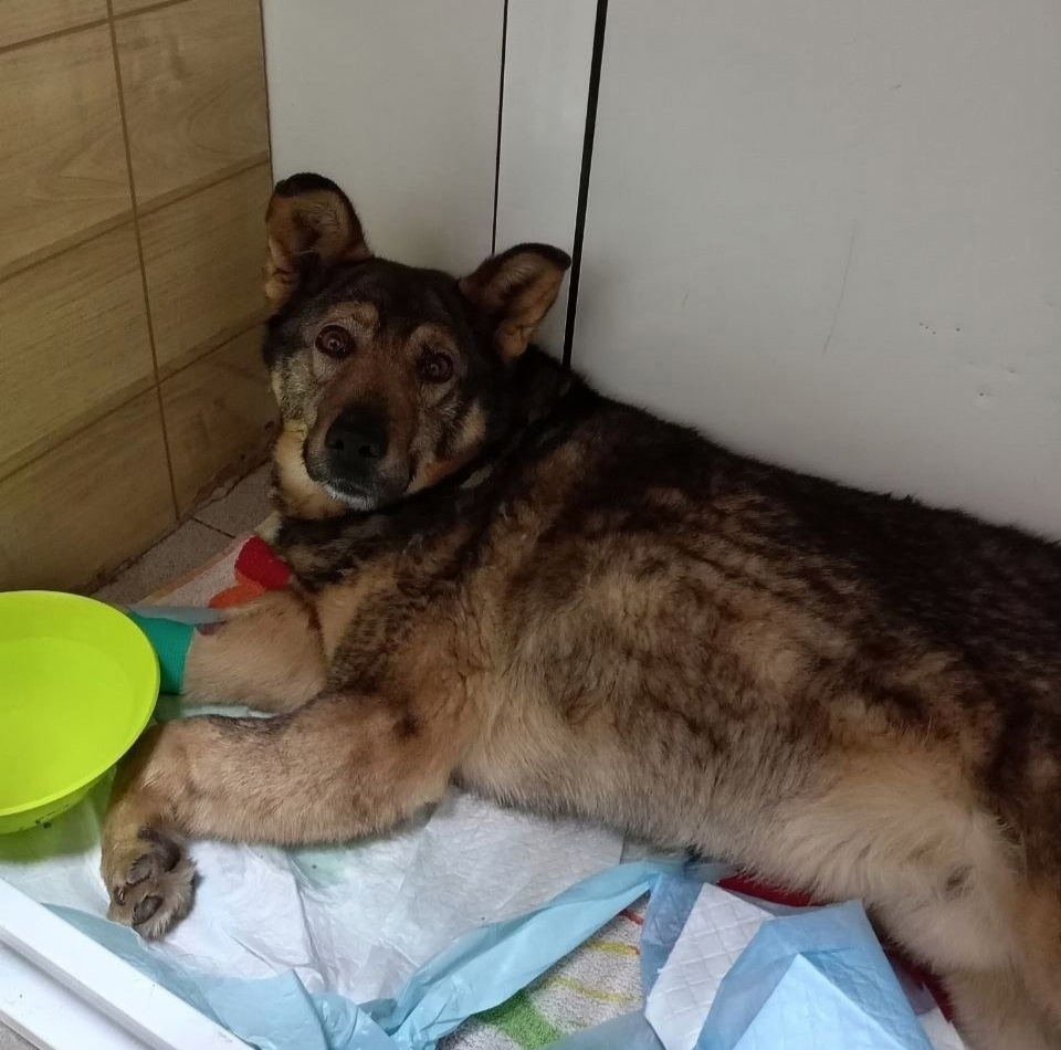 Фото: ГБР_ZOO_НСК // ВКонтакте