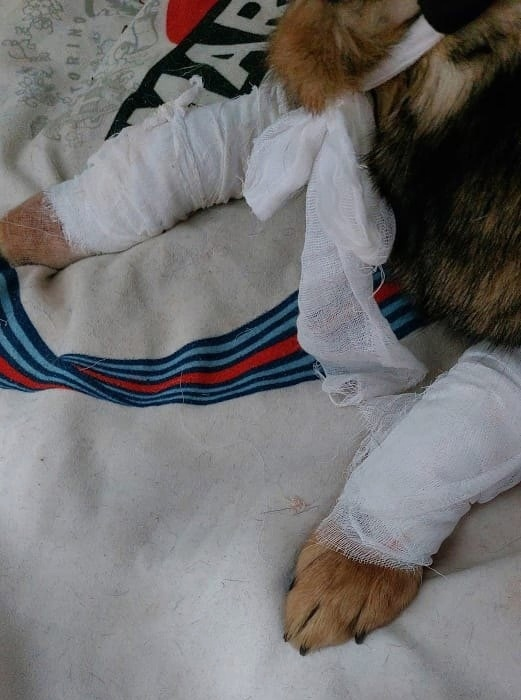 Фото: скриншот видео ГБР_ZOO_НСК // ВКонтакте