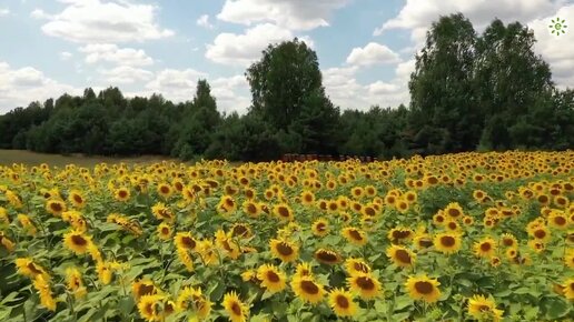 Итоги недели. Подсолнечник не подорожает, запрет на экспорт рапса продлят, квоты