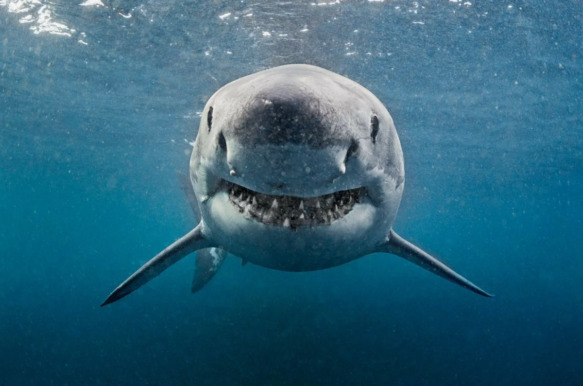 Когда две белые акулы встречаются и между ними возникает конфликт за территорию или пищу, они могут вступить в своеобразный ритуал доминирования, в ходе которого плавают параллельно друг другу, демонстрируя свою величину и силу. Этот "танец" позволяет им измерить силы, не прибегая к насилию. В большинстве случаев меньшая по размеру акула уступает, уплывая без боя, что свидетельствует о сложных социальных взаимодействиях между этими существами.