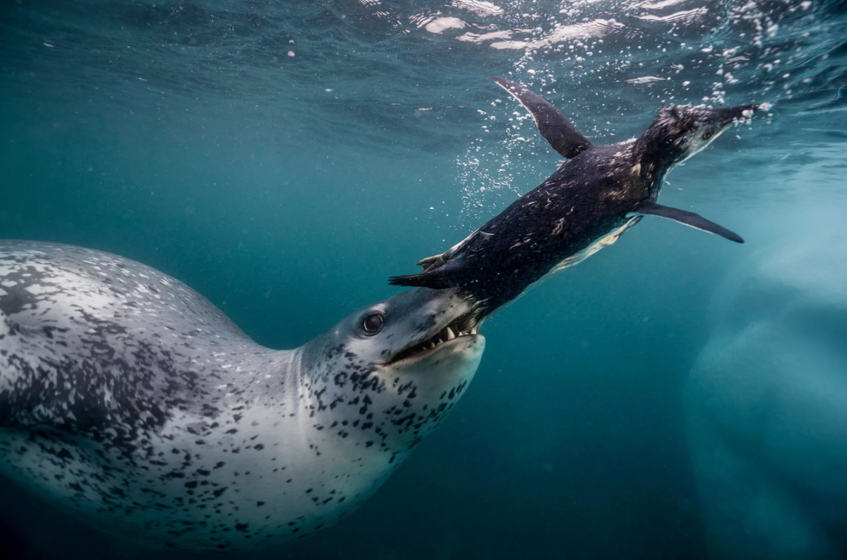 Морские леопарды используют уникальную тактику, которая заключается в том, что они подплывают к льдинам снизу и мощными ударами своего тела по нижней поверхности льдины создают волны. Эти волны заставляют ничего не подозревающих пингвинов потерять равновесие и упасть в воду прямо к ожидающему морскому леопарду. Эта методика не только свидетельствует о физической силе морского леопарда, но и об их способности к стратегическому мышлению и применению сложных методов для охоты.
