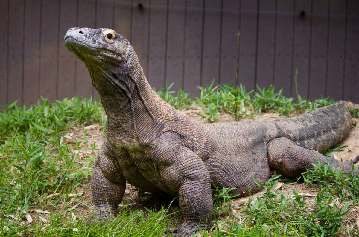 Долгое время считалось, что слюна комодских варанов содержит смертельные бактерии, и что их укусы становятся смертельными для добычи благодаря этой микробной инфекции. Однако последующие исследования показали, что дело не только и не столько в бактериях. Учёные обнаружили, что слюна комодских варанов содержит ядовитые вещества, которые могут вызывать у добычи шок, увеличивать кровотечение и понижать артериальное давление, значительно увеличивая шансы варана на успешную охоту.