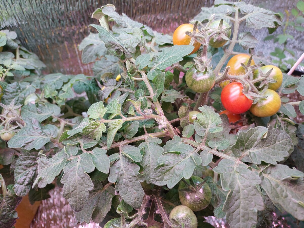 Детерминантный, карликовый сорт томата .Его высота до 35 см всего лишь..Но он отлично подходит для комнатного выращивания, благодаря своей компактности.. В формировке не нуждается, устойчив ко многим заболеваниям. ОТЛИЧНЫЙ СОРТ!! Конечно, такого урожая ,как с тепличных томатов мы не получим,но для зимнего огорода отличный вариант..