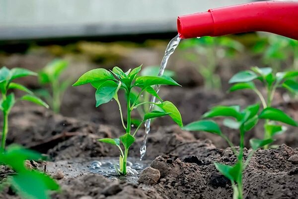 Удобрения под перец. Зольный настой для подкормки баклажанов и перца. Подкармливания для перцев. Рассада перца джемини. Фото завязи лимонов.
