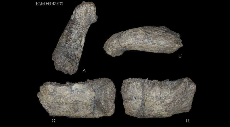   Lucia Nadal et al. / PaleoAnthropology, 2024