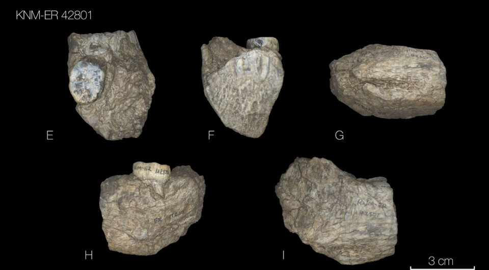   Lucia Nadal et al. / PaleoAnthropology, 2024