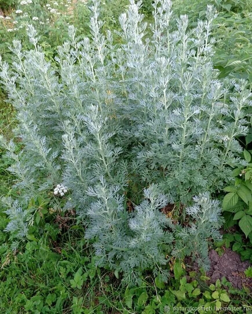 Фото взято из интернета. 