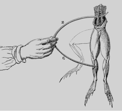 Опыт Гальвани с лягушачьими лапками