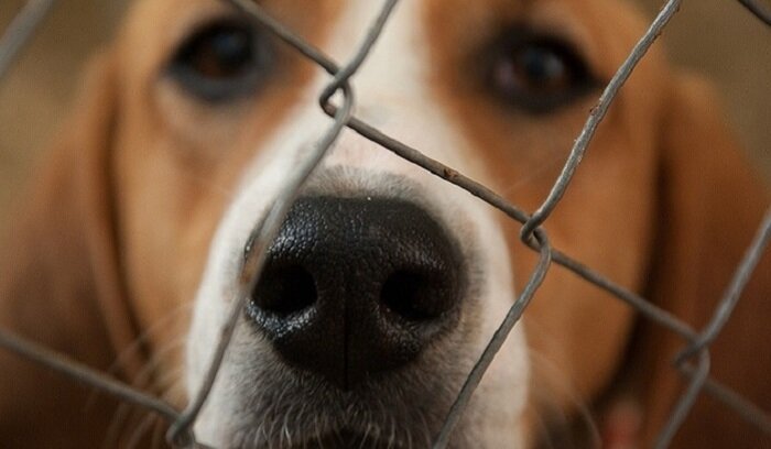    Еще в одном регионе РФ хотят разрешить эвтаназию бездомных животных