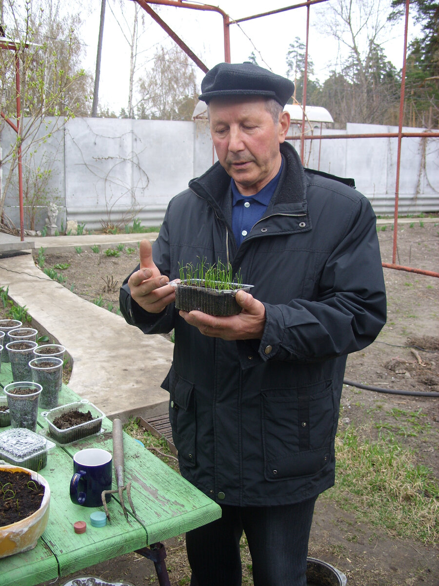 Луковая рассада.