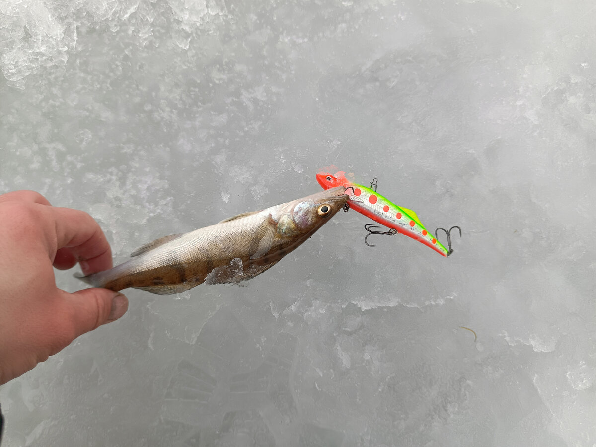 Судак 5 кг. Судак 7. Судак крым 2022. 5 кг. Судак 7 кг.