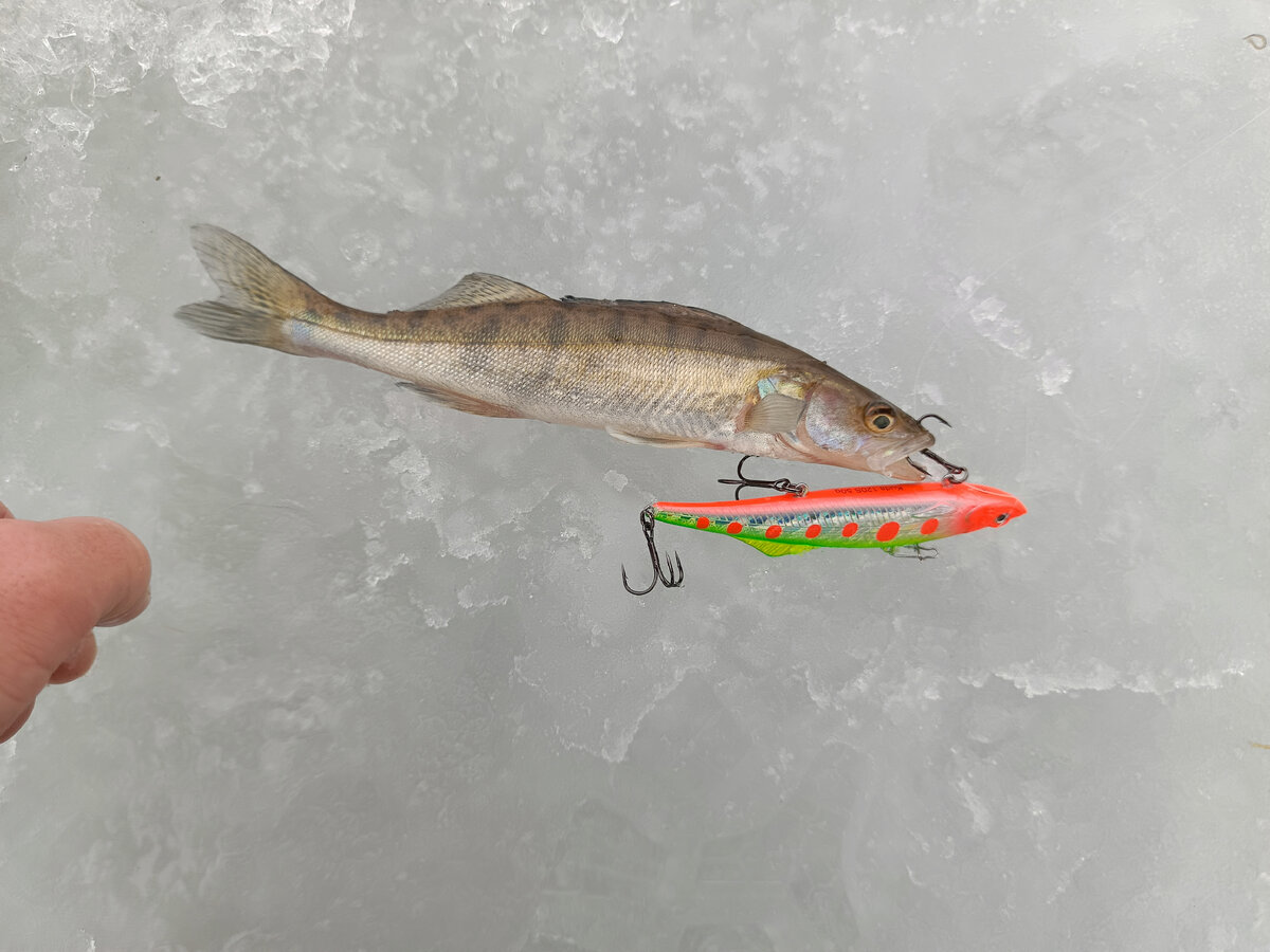 Джиг на судака летом с берега. Ловля судака на каме. Крючки на судака зимой. Зимняя рыбалка на судака. Ловля судака на каме.