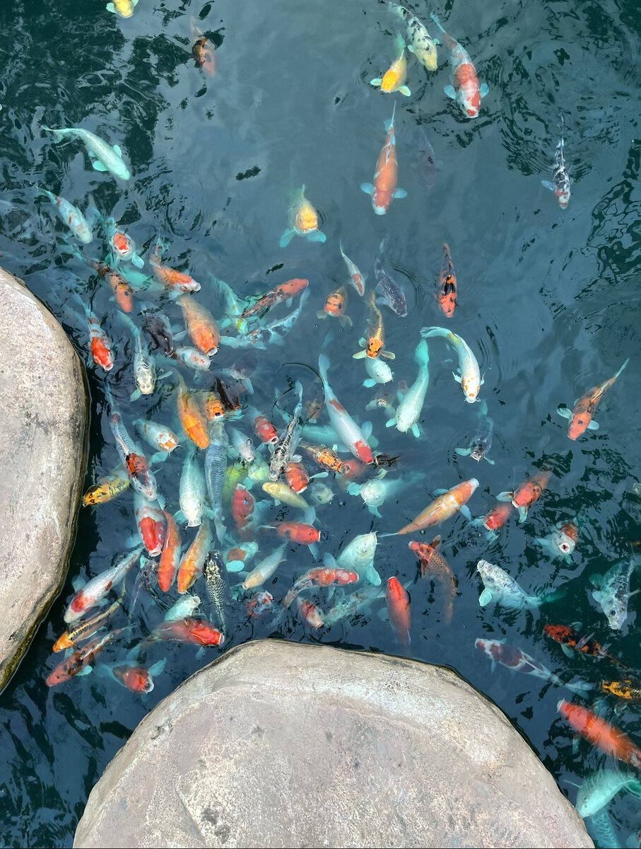 Проголодавшиеся карпы 