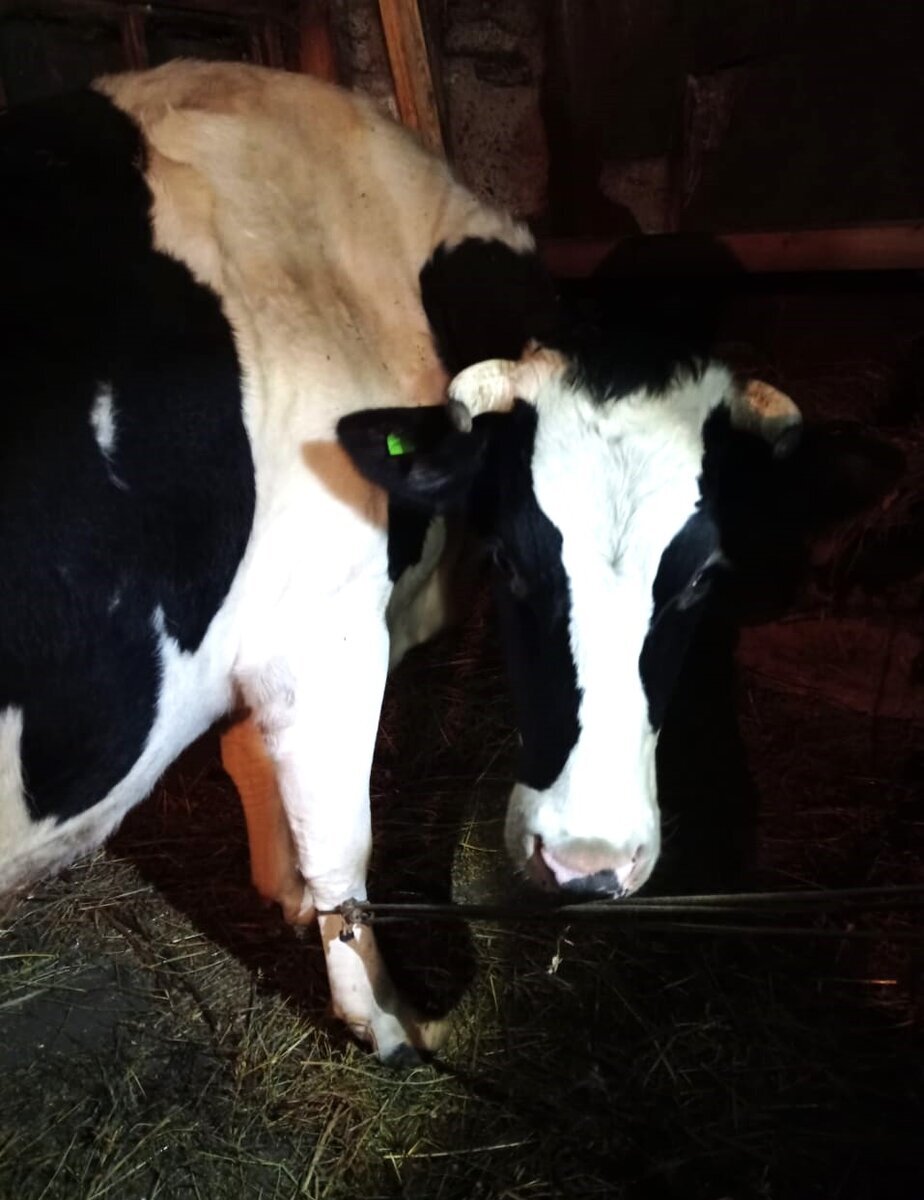 Петля на ноге