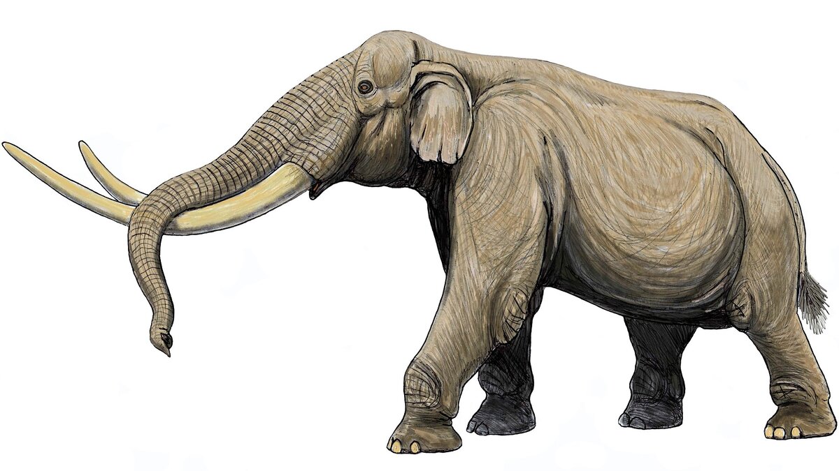 Stegodon ganesa. Источник: https://ru.wikipedia.org/