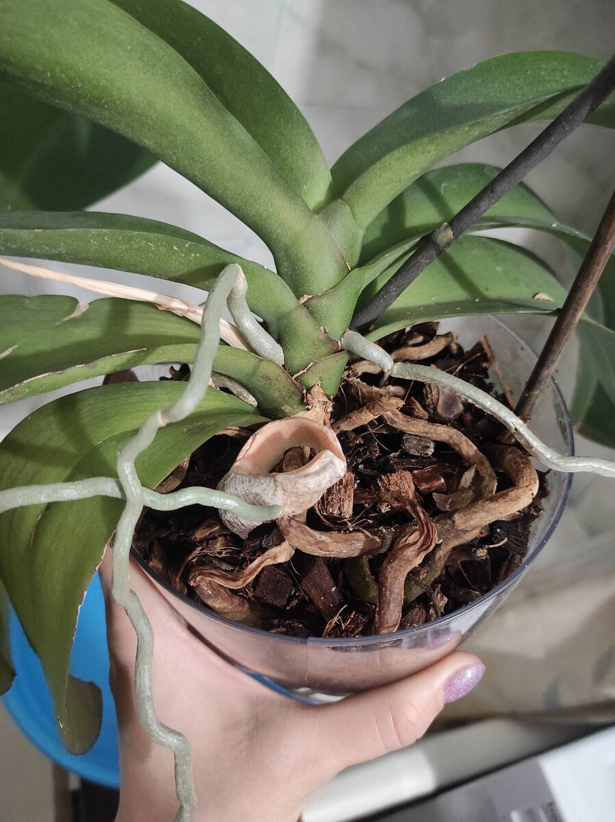 Вот такие грустные иссохшие корешки сверху грунта