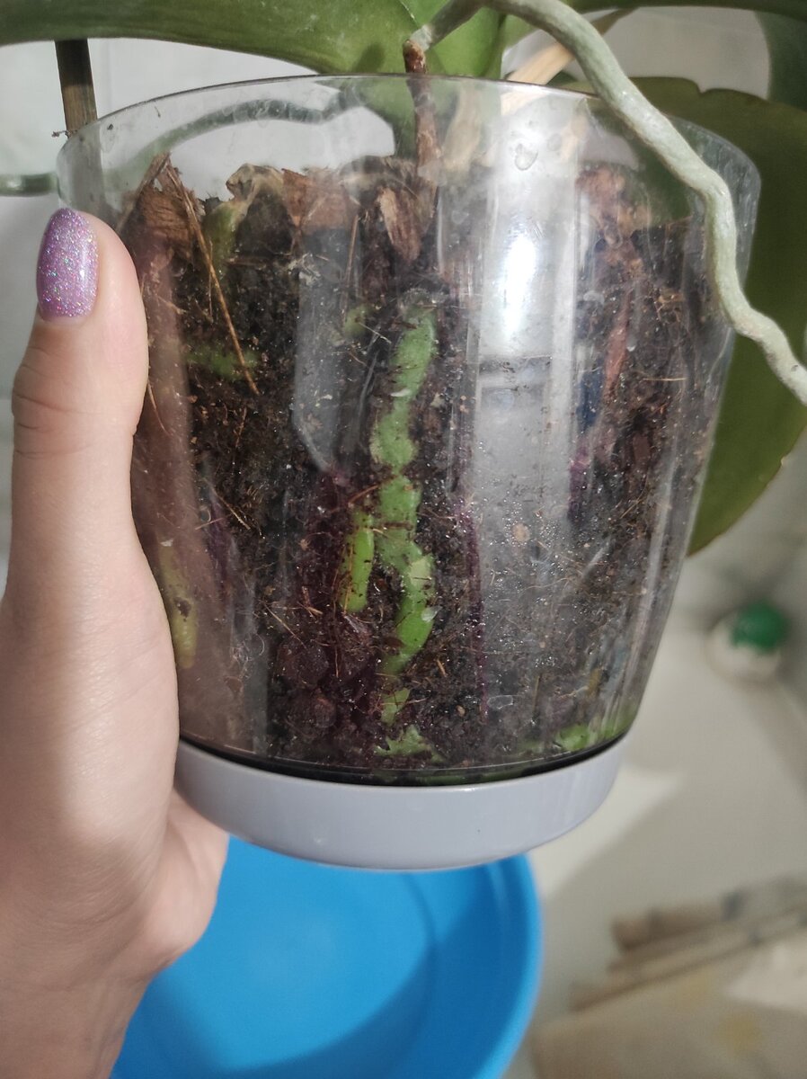 Вот такие замечательные корешки, но как показывает практика, внутри все совсем не так➡Листайте дальше