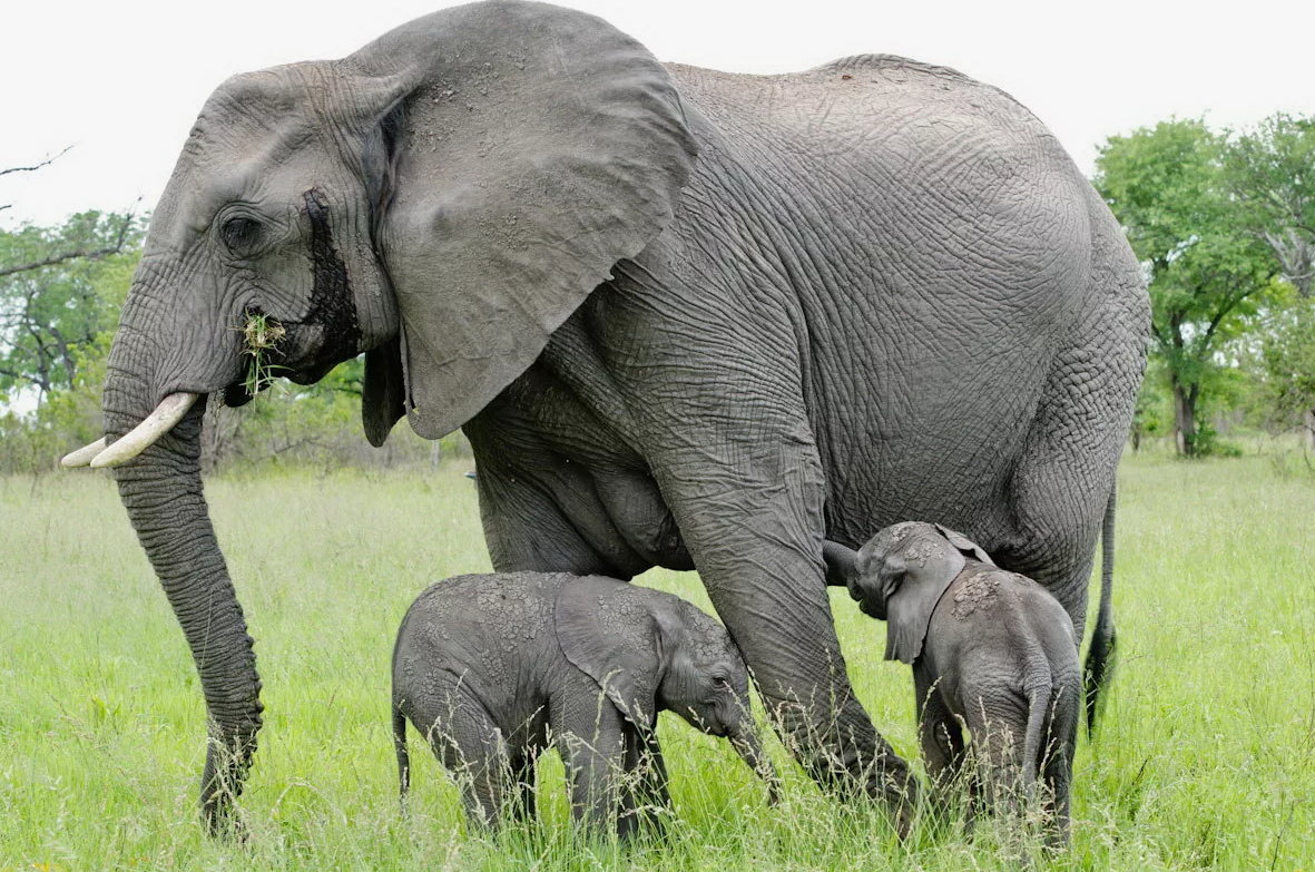 Самки слонов остаются в своих материнских группах на протяжении всей жизни, создавая уникальные связи и социальные структуры, основанные на сотрудничестве, заботе и взаимопомощи. В отличие от самцов, которые покидают стадо по достижении зрелости и ведут более одиночный образ жизни или собираются в временные группы, самки слонов поддерживают и развивают социальные связи, которые являются ключом к выживанию их вида.
