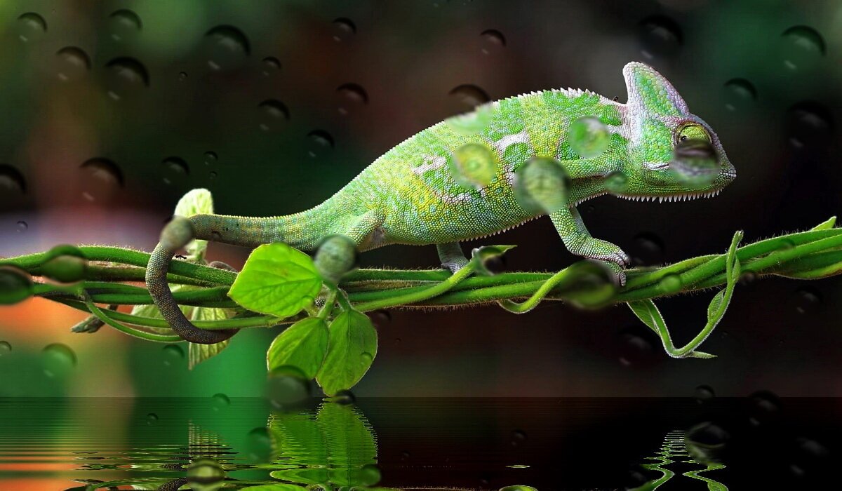 "Водные капли".