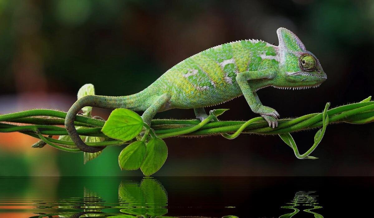 Изображение без фильтра.