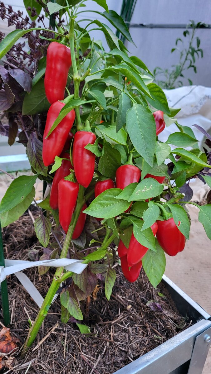 Рубиновая Лакомка