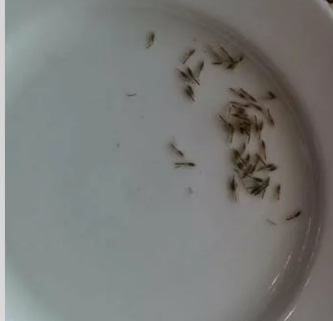 семена, фото из сети