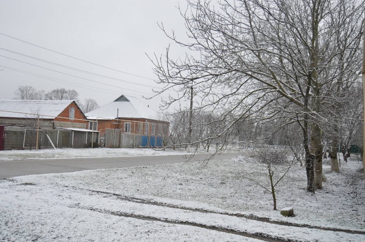Фото автора. 19.2024. Станица. Зима вновь на минутку заглянула на Кубань. Через час всё растает, и чистить ненужно.  