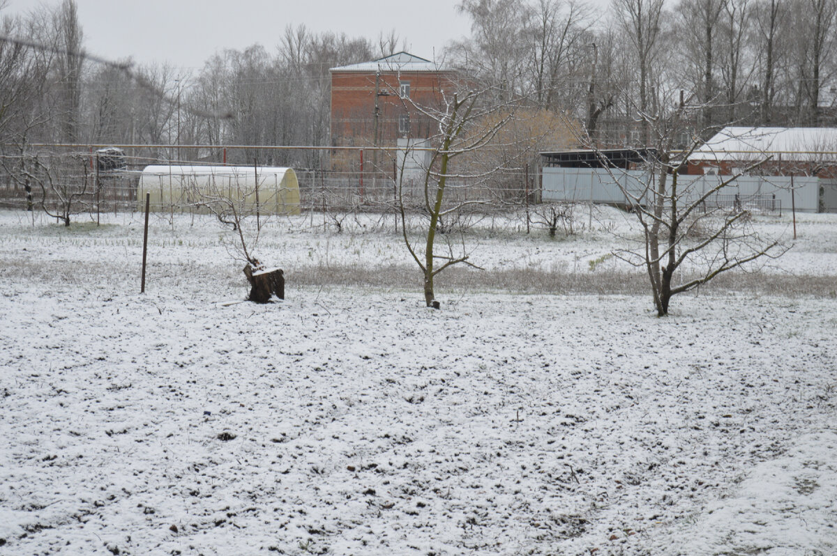 Фото автора. 19.02. 2024. Зима на один час вернулась на Кубань. Ушла по Английски, не прощаясь.