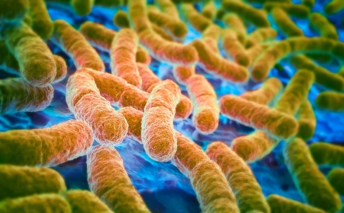 E. coli. Предоставлено: Ian Cuming Getty Images