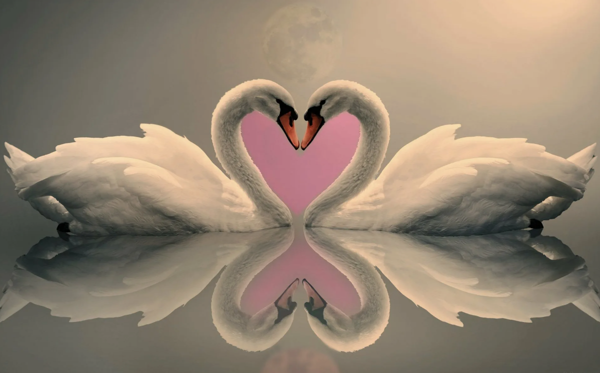 Пара лебедей