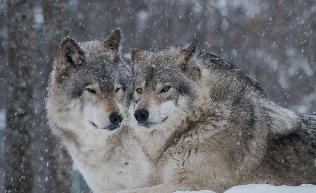 Пара волков