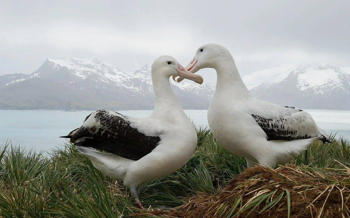 Пара альбатросов