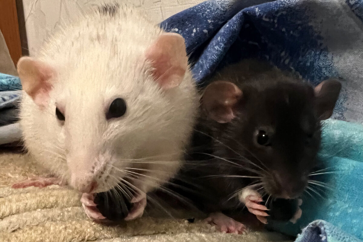 девочкам легче сдружиться 