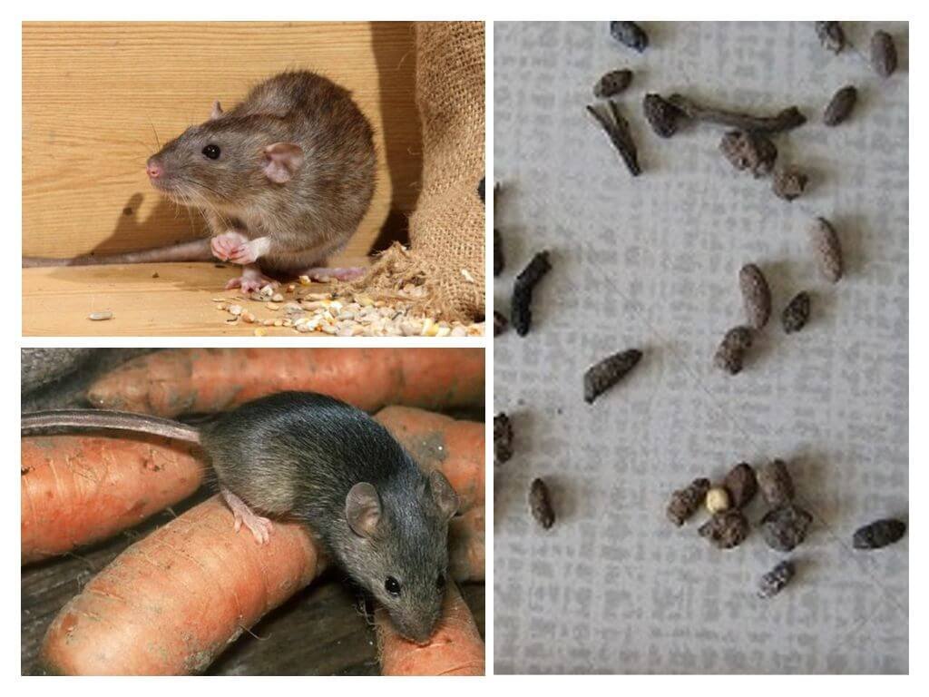 Почему крыса пищит. Крысы вредители. Мыши в доме. Грызуны вредители. Мышь квартирная.
