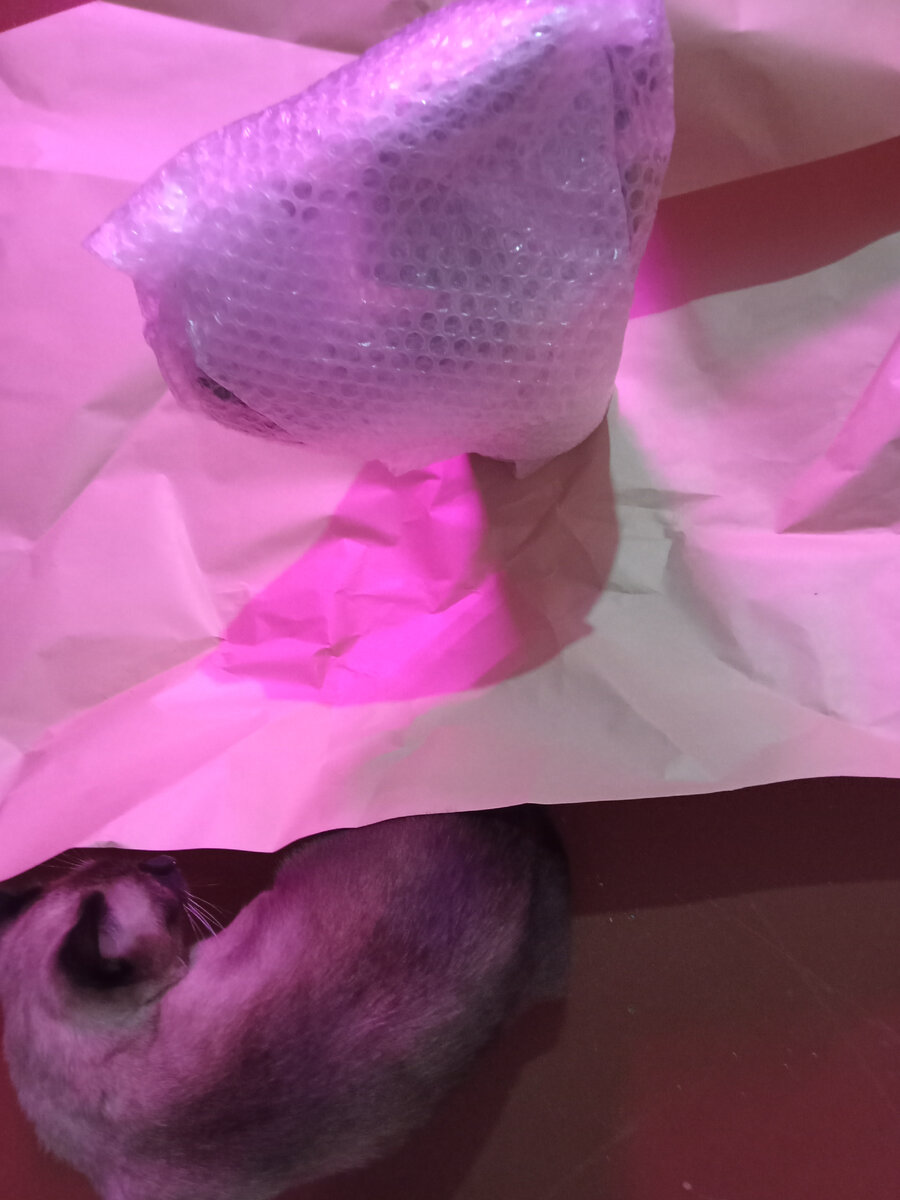 Кот здесь просто так))