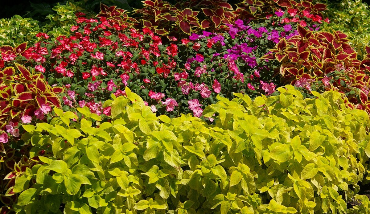    Бальзамин Уоллера с колеусами в теневом цветнике под соснами. Фото автора