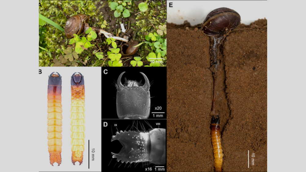     Фото: Nozomu Sato