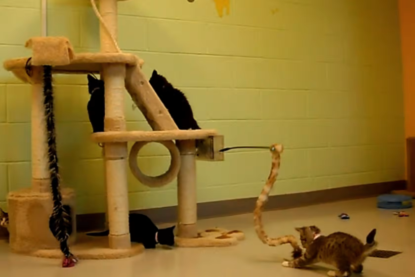 iPet Companion - это система, которая позволяет пользователям Интернета удаленно играть с кошками, живущими в приютах для животных, через свои компьютеры и в режиме реального времени. Apriori Control