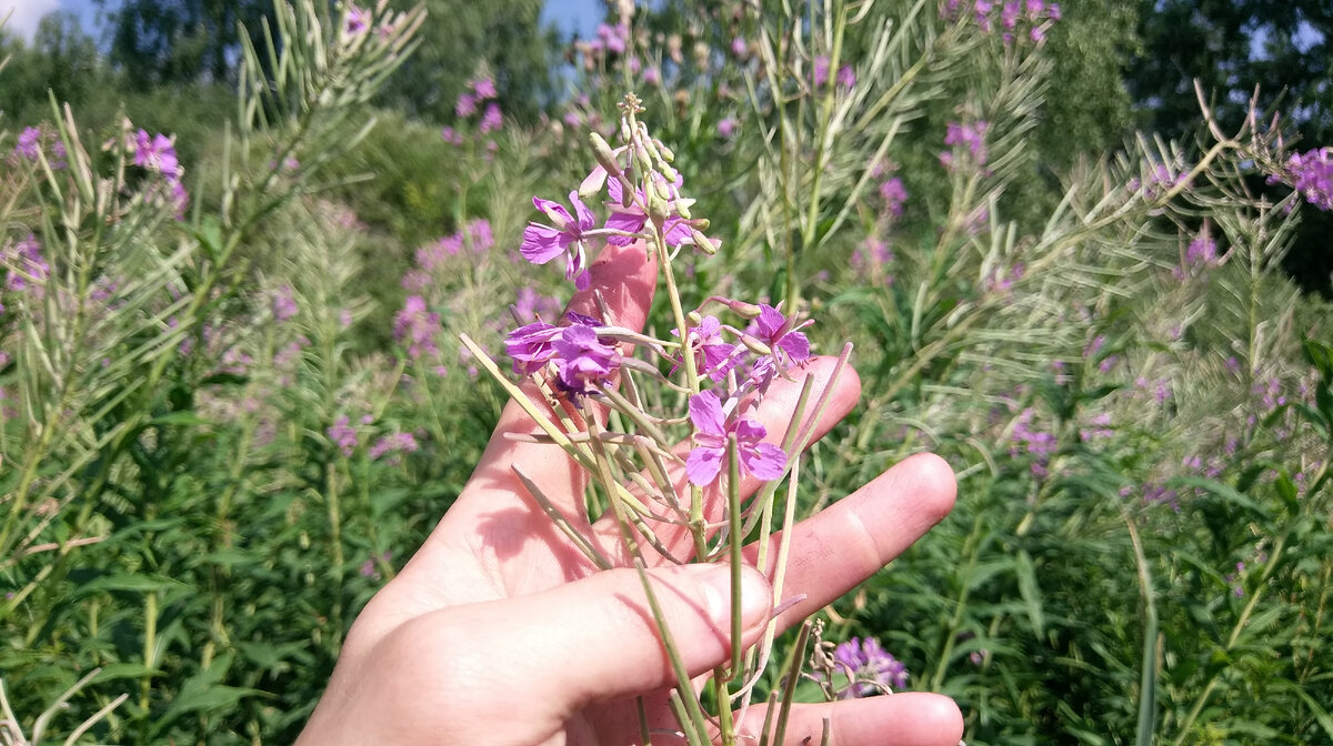 Иван - чай, растет вдоль дорог и на опушках