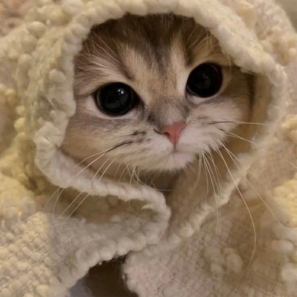 А пока приходится в пледиках греться.