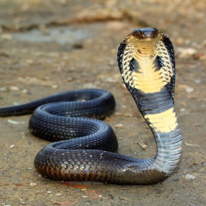 Яндекс картинки. 