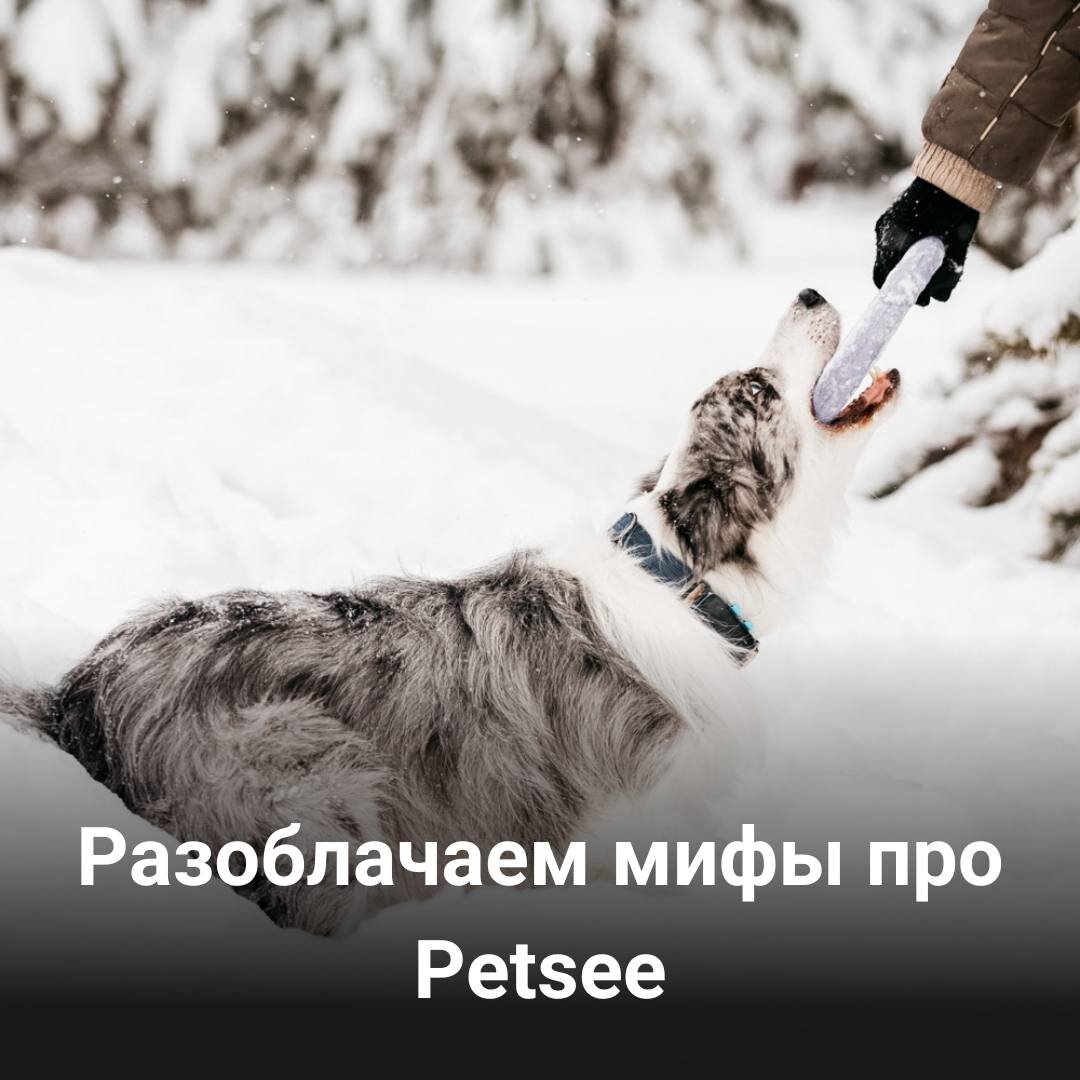 Мы скрываем от вас стоимость подписки? Раскрываем все мифы про Petsee!