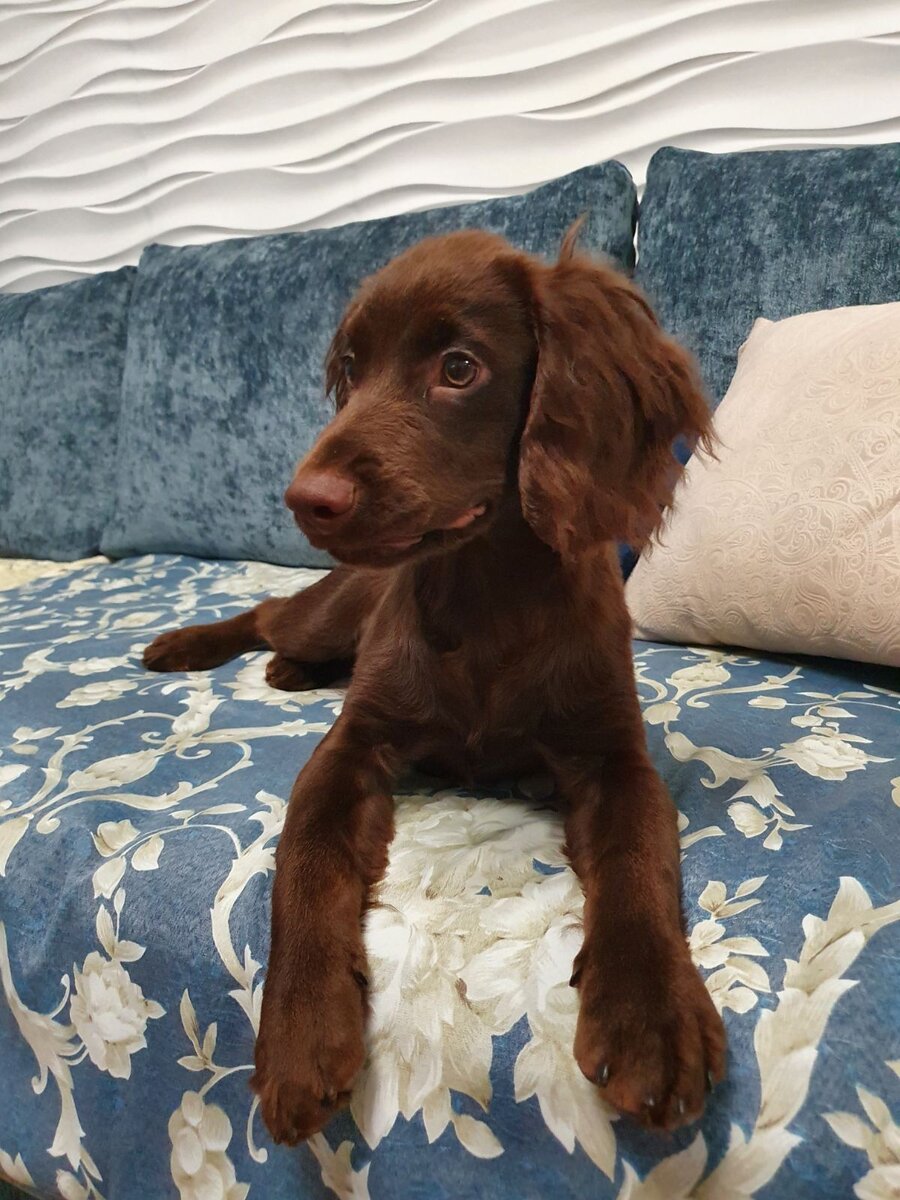 Чудо-юдо рыба кит, буду Ричард говорит)))