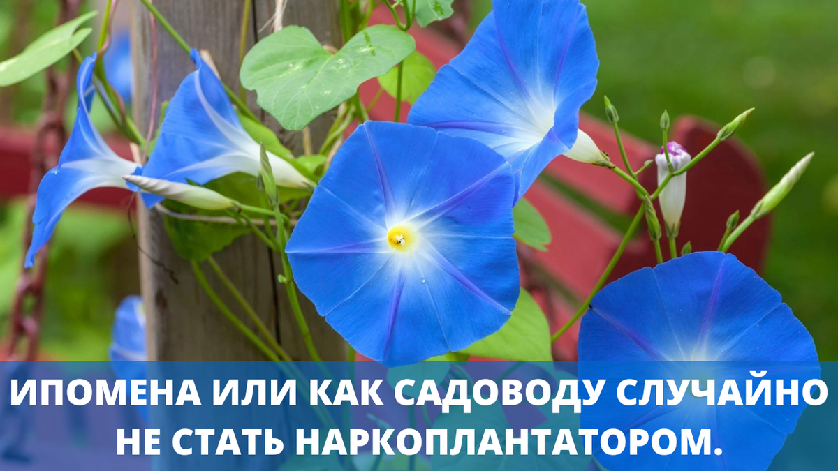 Ипомена