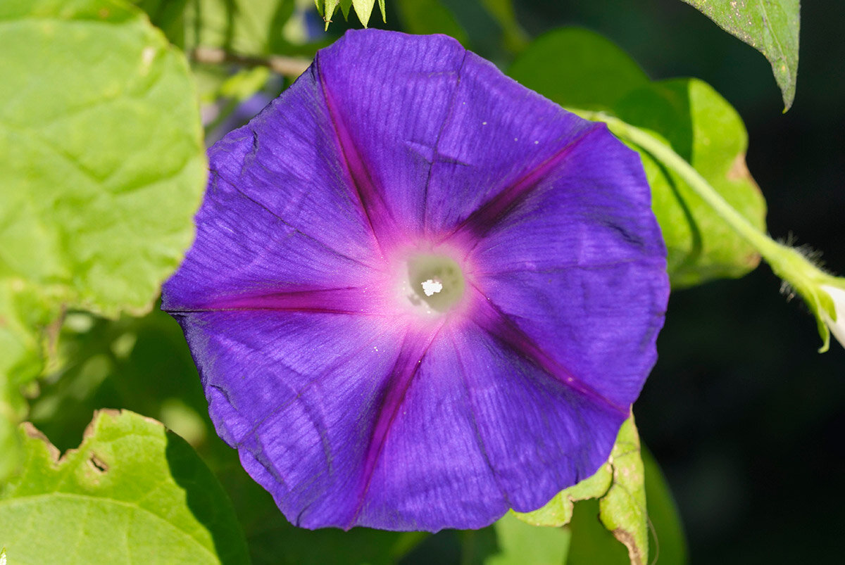 Horst Sollinger / imagebroker.com / Global Look Press📷Ипомея (Ipomoea tricolor) представляет собой многоствольную декоративную лиану с цветущими летом трубчатыми цветками фиолетового, розового, синего или белого цвета