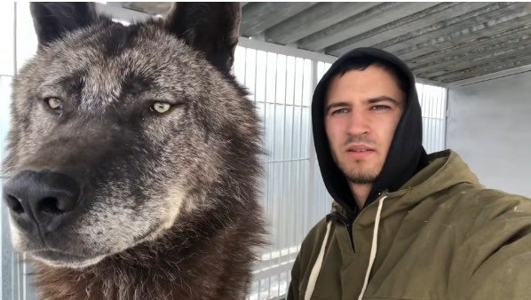 фото с канала Андрея, приручившего исполинского волка. Канал называется Black Canadian Wolf 